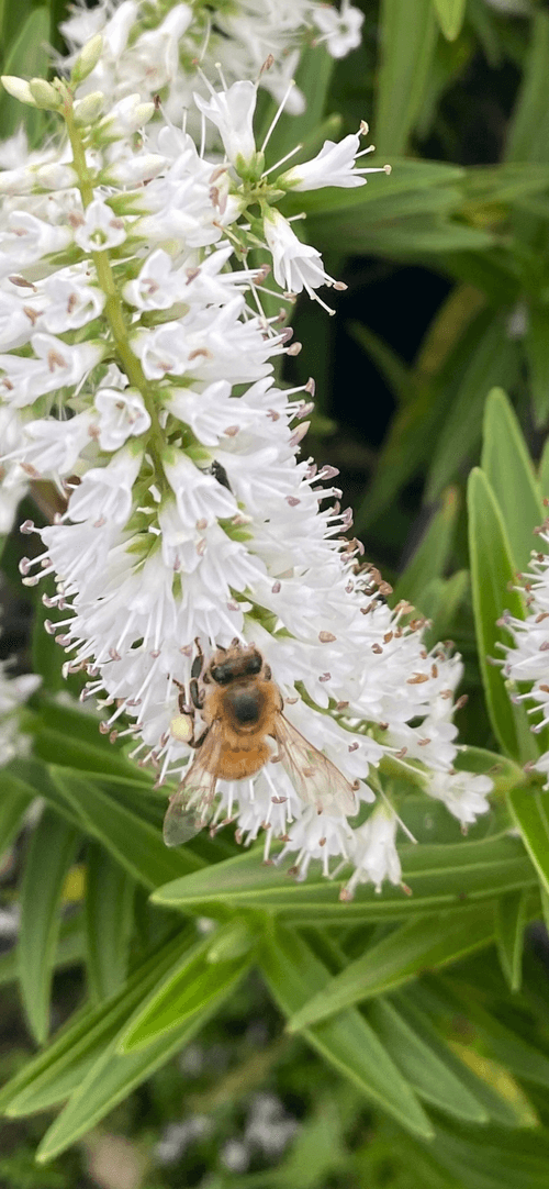Kerikeri Plant Production